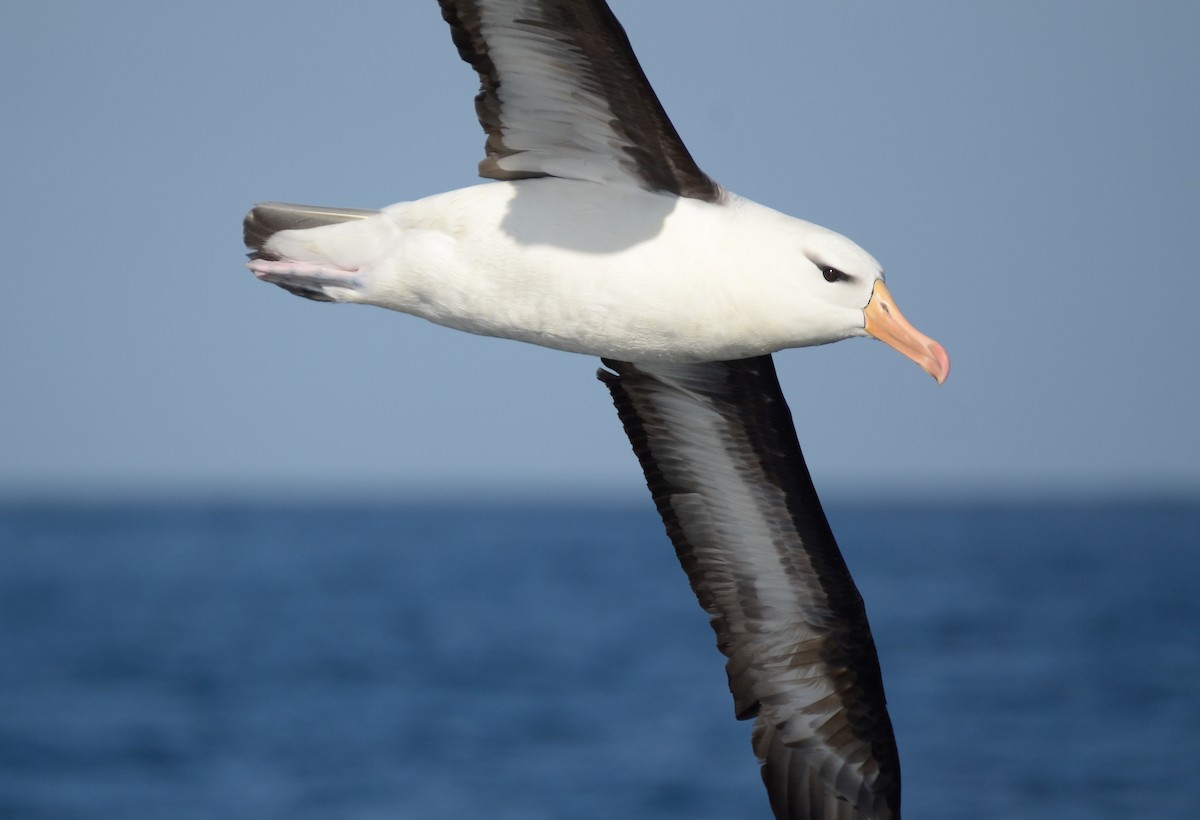Black-browed Albatross - ML145182321
