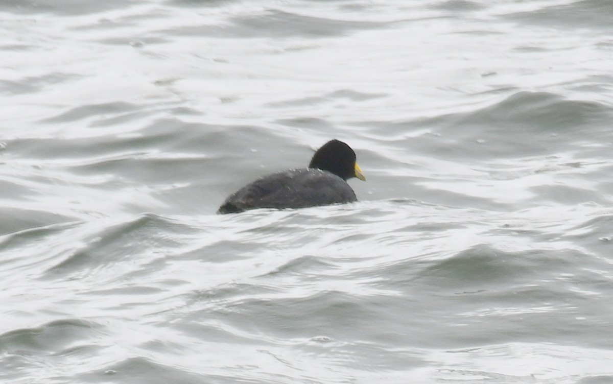 Slate-colored Coot - ML145182581