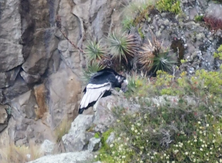 Andean Condor - James Bozeman