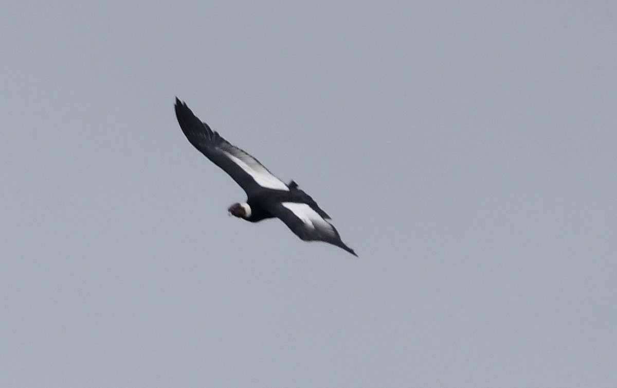 Andean Condor - James Bozeman