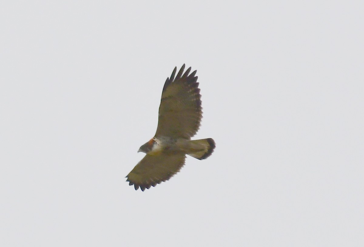 Variable Hawk - ML145183341