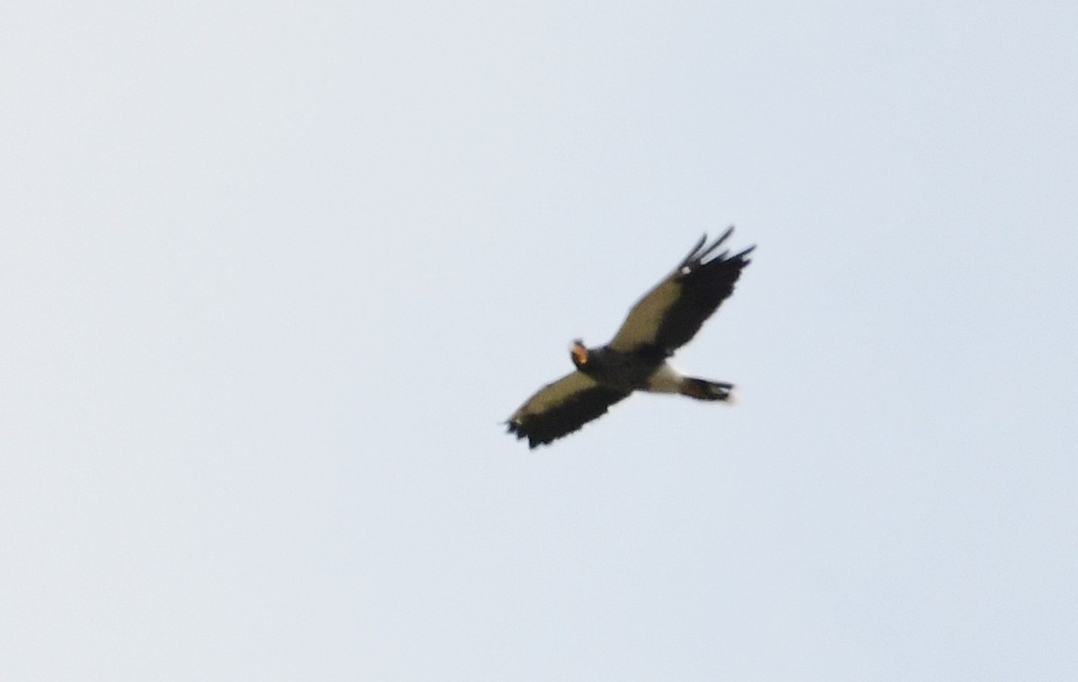 Carunculated Caracara - ML145184381