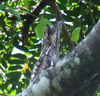 Northern Potoo - ML145184801