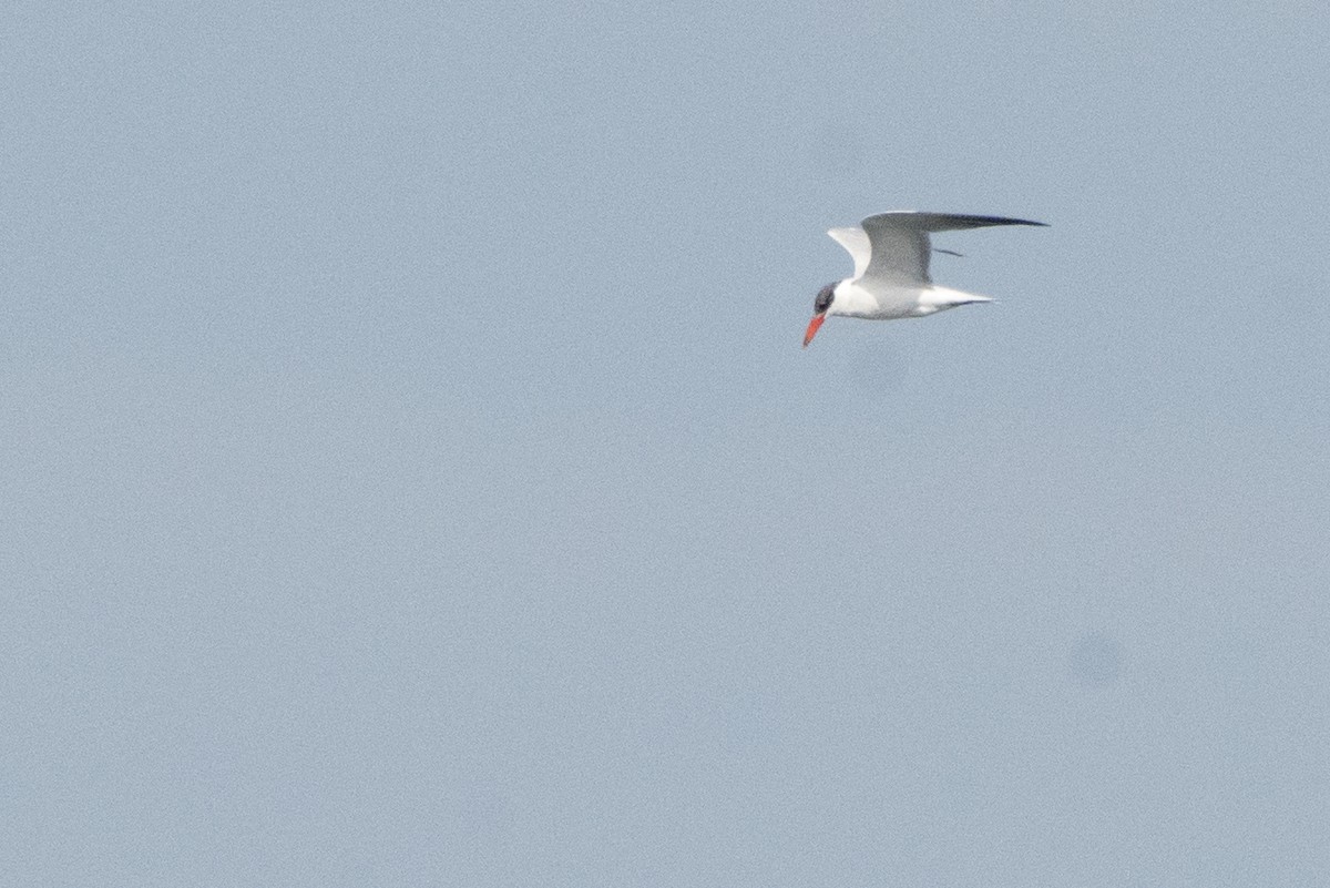 Caspian Tern - Joseph Cooney