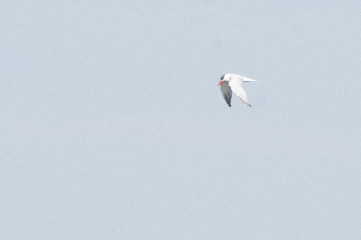 Caspian Tern - ML145185451