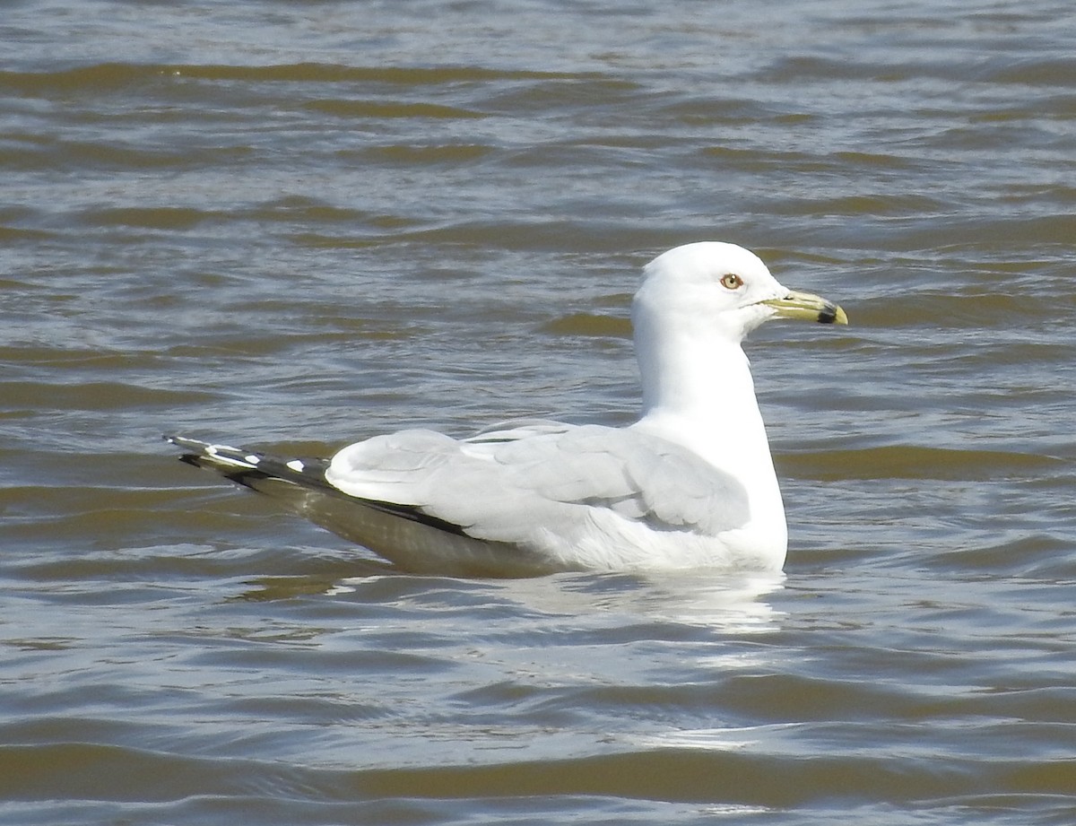 Ring-billed Gull - ML145187181