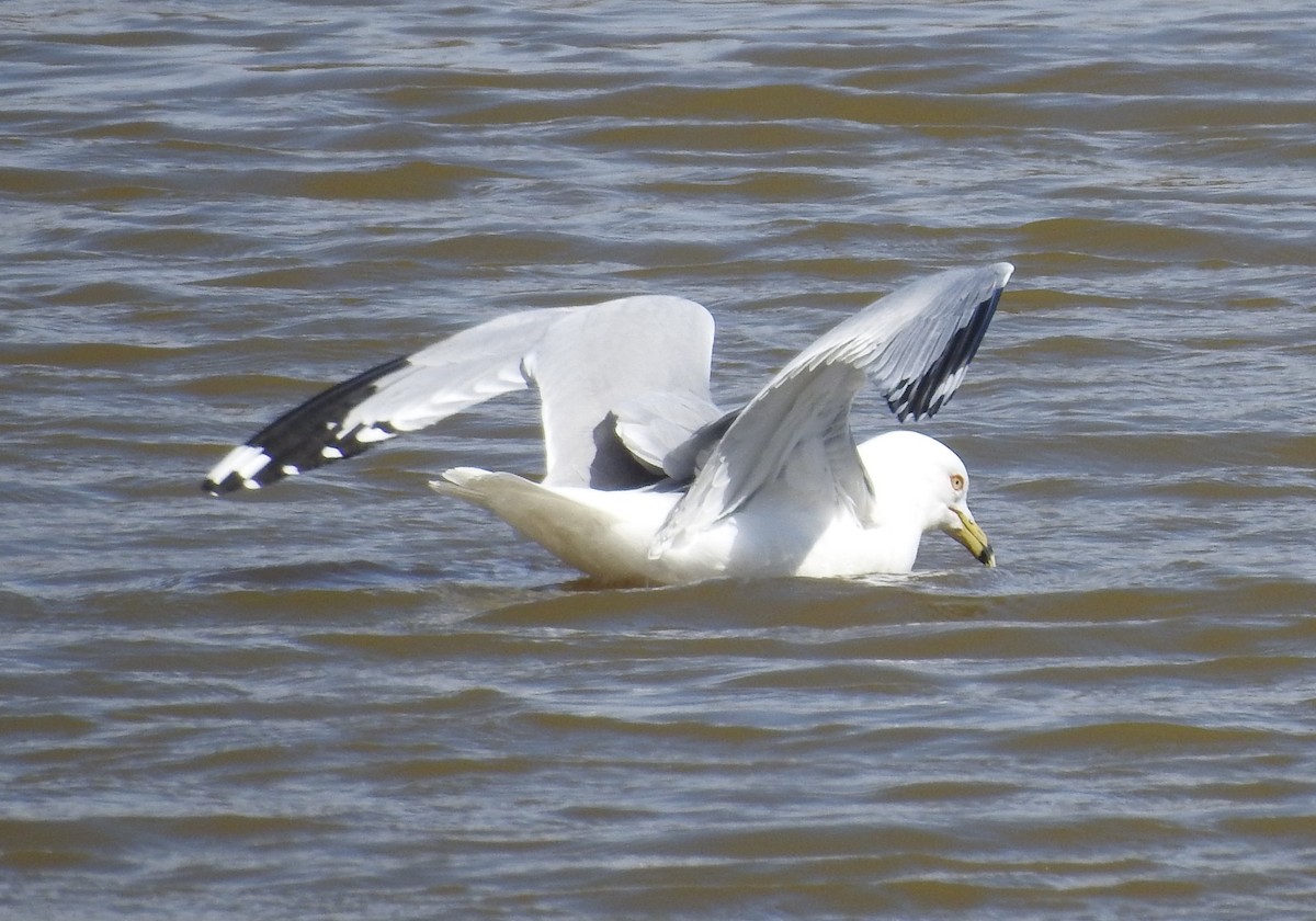 Ring-billed Gull - ML145187201