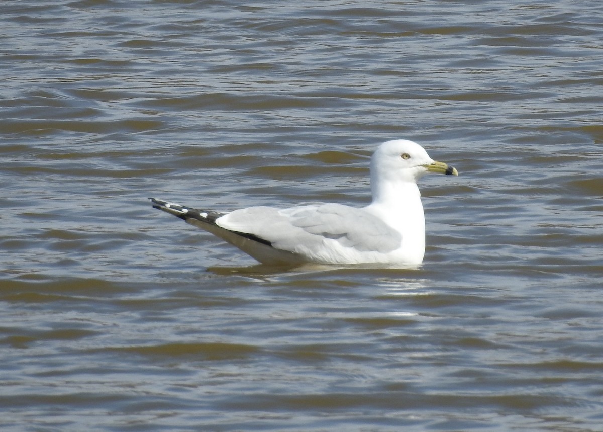 Ring-billed Gull - ML145187211
