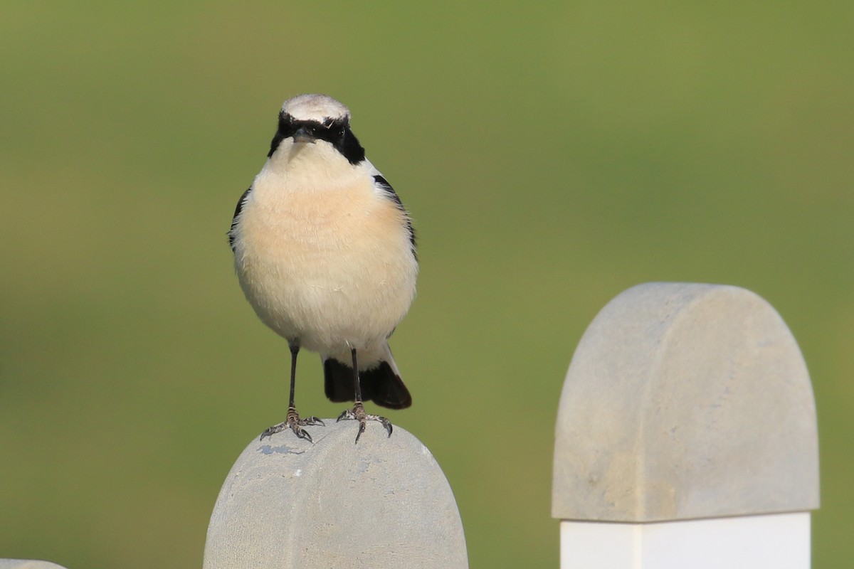 Eastern Black-eared Wheatear - ML145187261