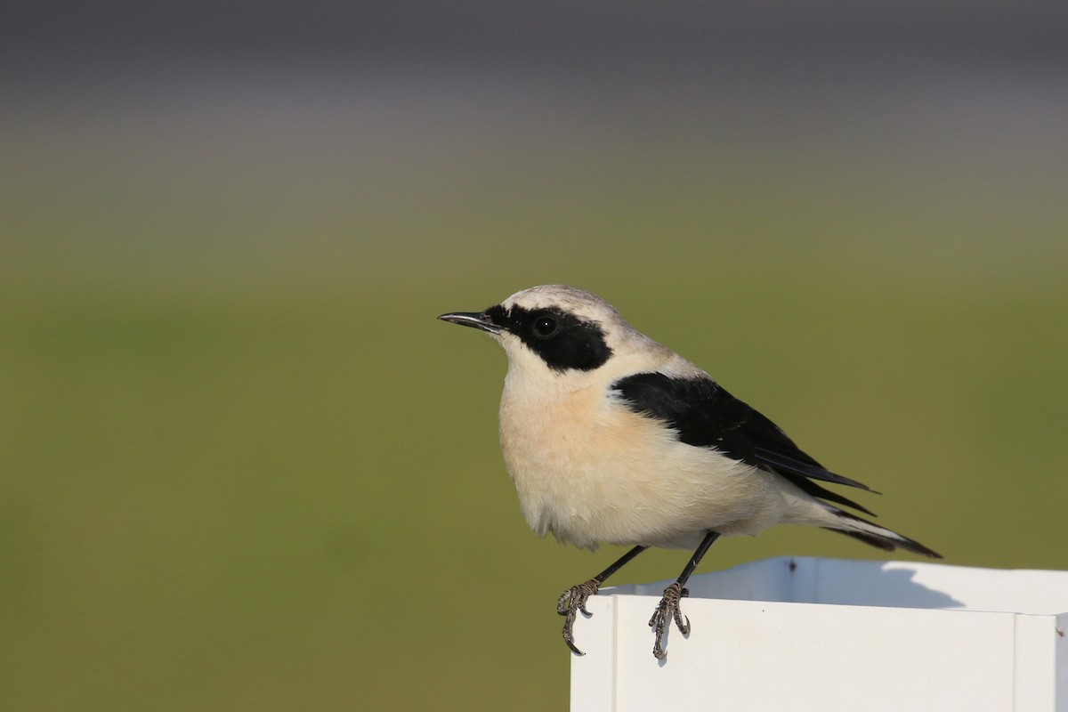 Eastern Black-eared Wheatear - ML145187371