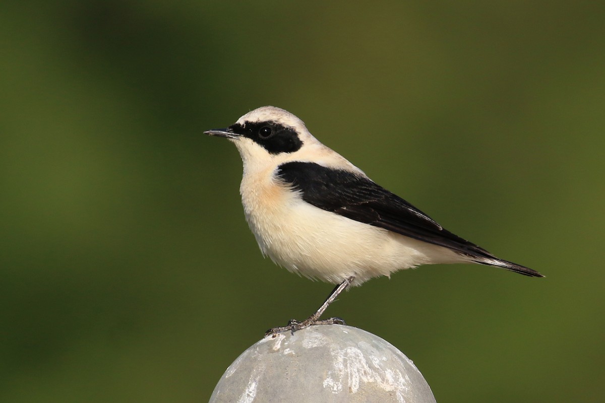 Eastern Black-eared Wheatear - Oscar Campbell