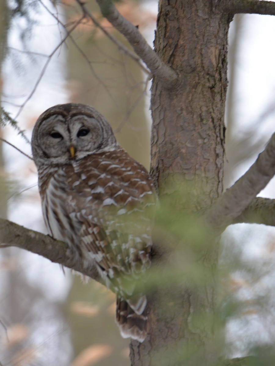 Barred Owl - Gerald Thurn