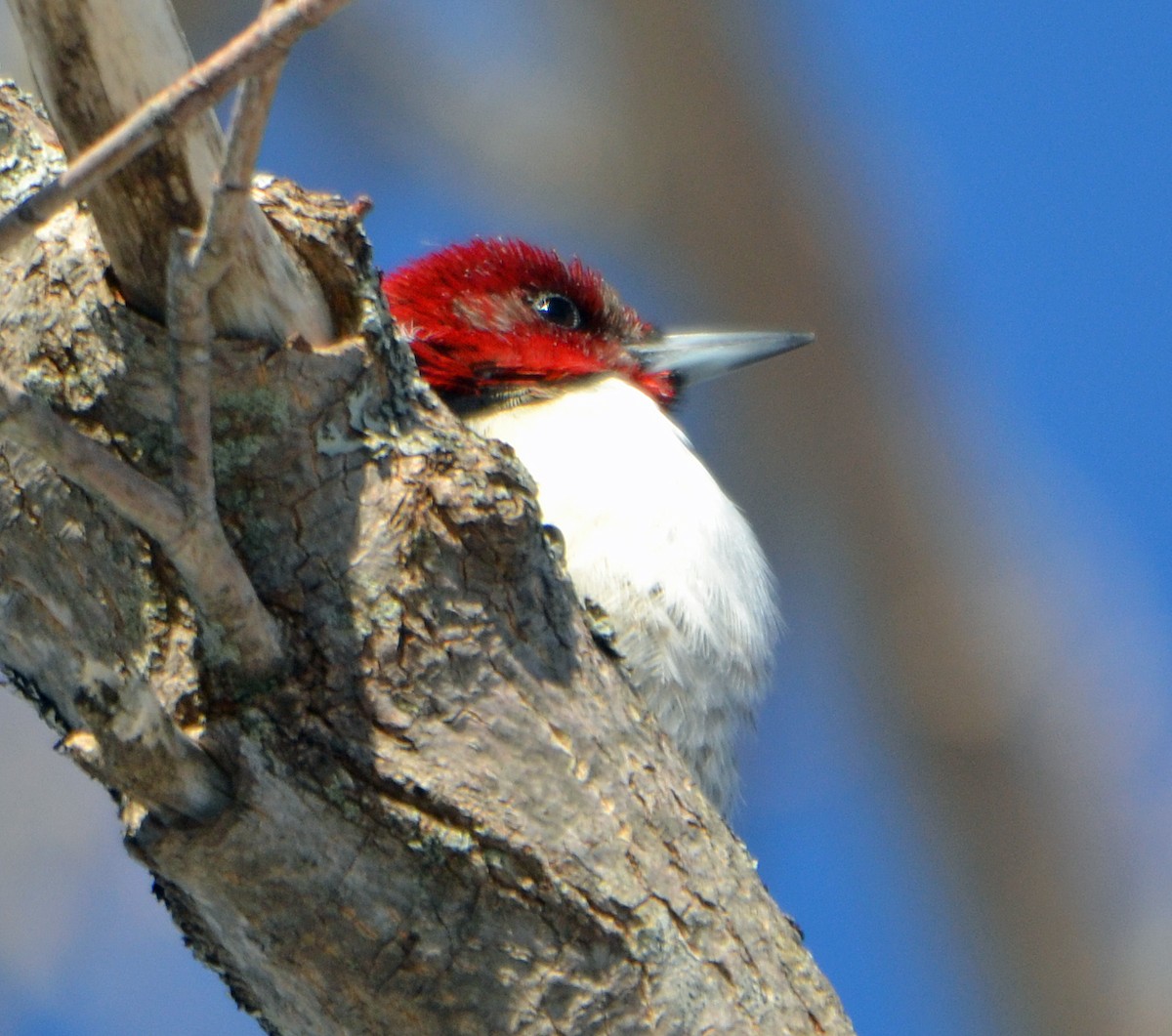 Red-headed Woodpecker - Michael J Good