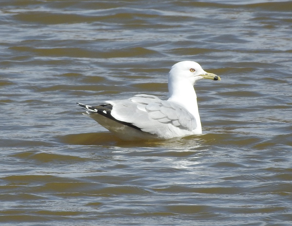 Ring-billed Gull - ML145188001