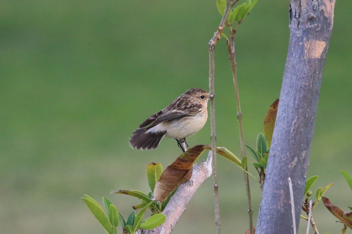 Siberian Stonechat - ML145188011