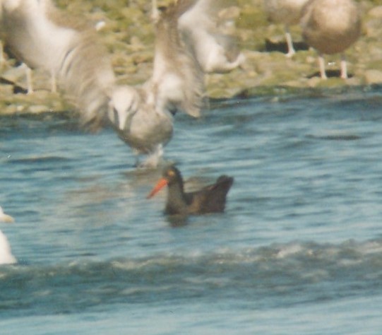 eBird Checklist - 25 Sep 2002 - La Push - 28 species