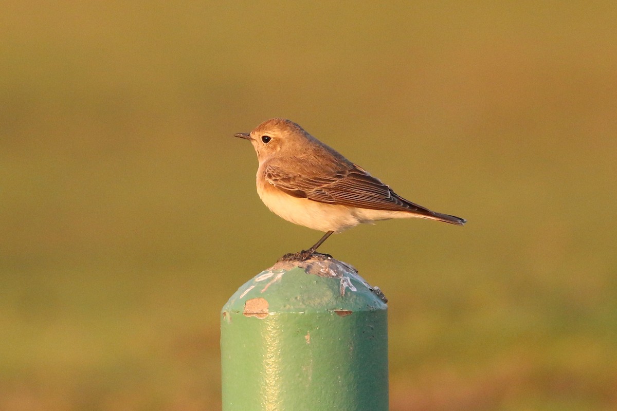 Pied Wheatear - ML145188111