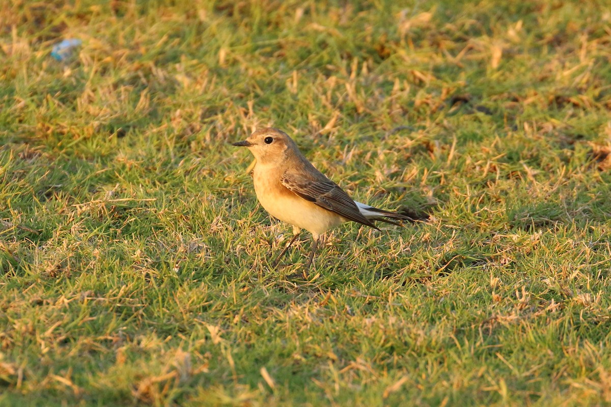 Pied Wheatear - ML145188141