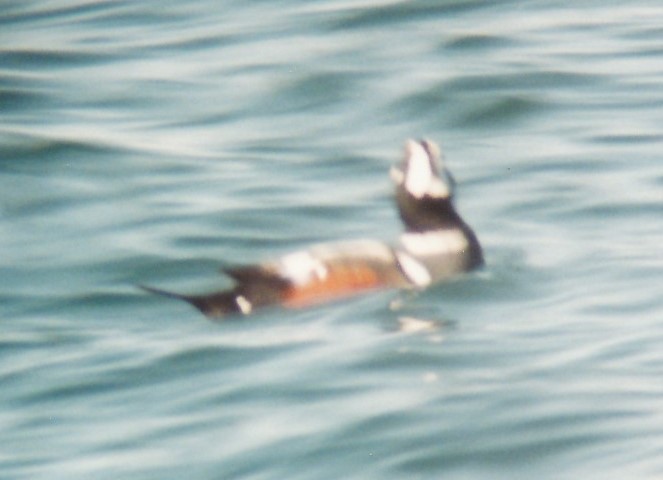 eBird Checklist - 25 Sep 2002 - Clallam Bay County Park - 18 species