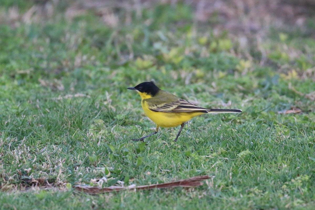 Western Yellow Wagtail (feldegg) - ML145188511