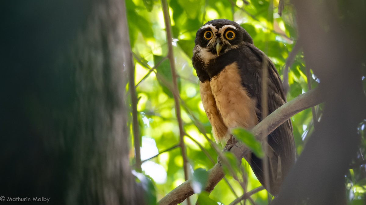 Spectacled Owl - ML145189761