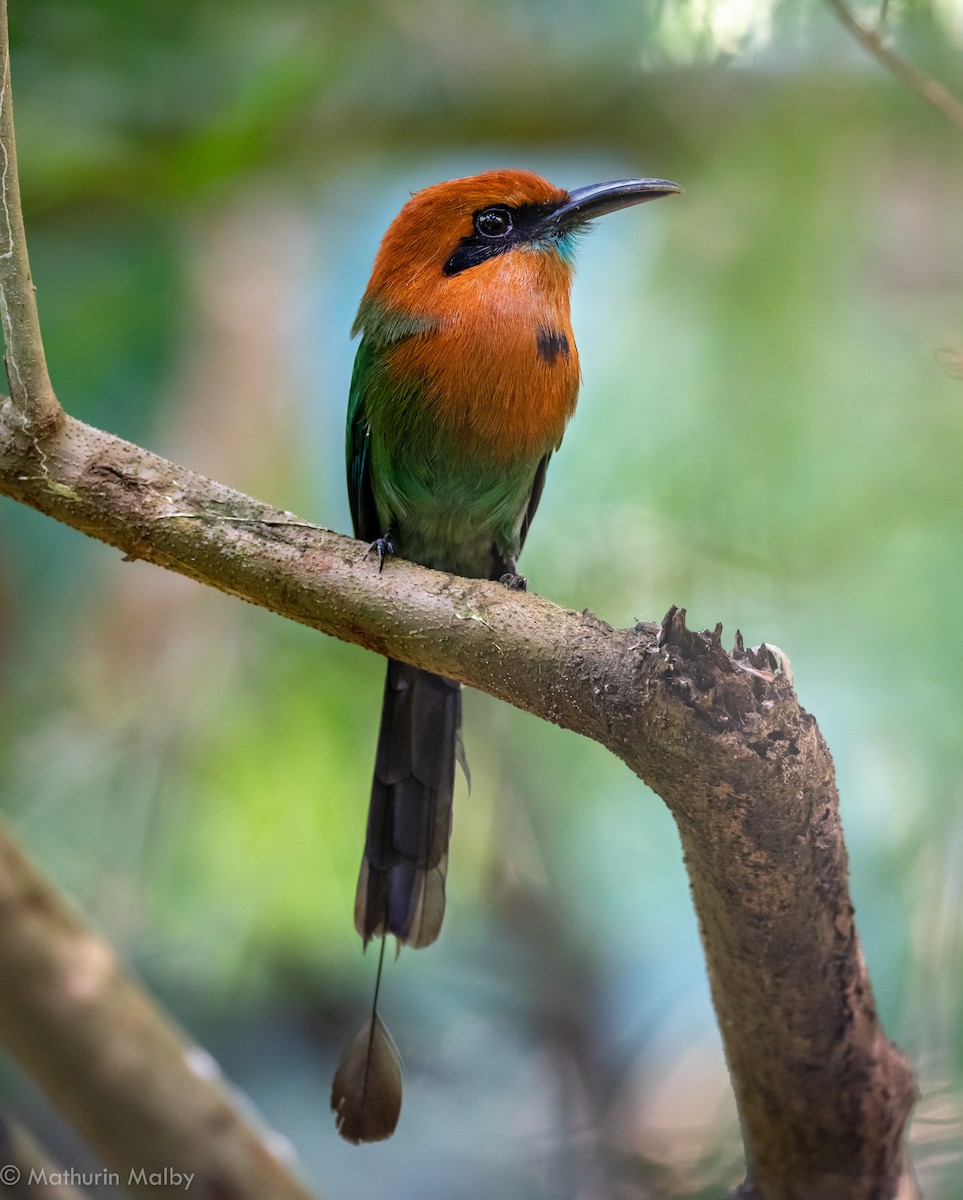 Broad-billed Motmot - Mathurin Malby