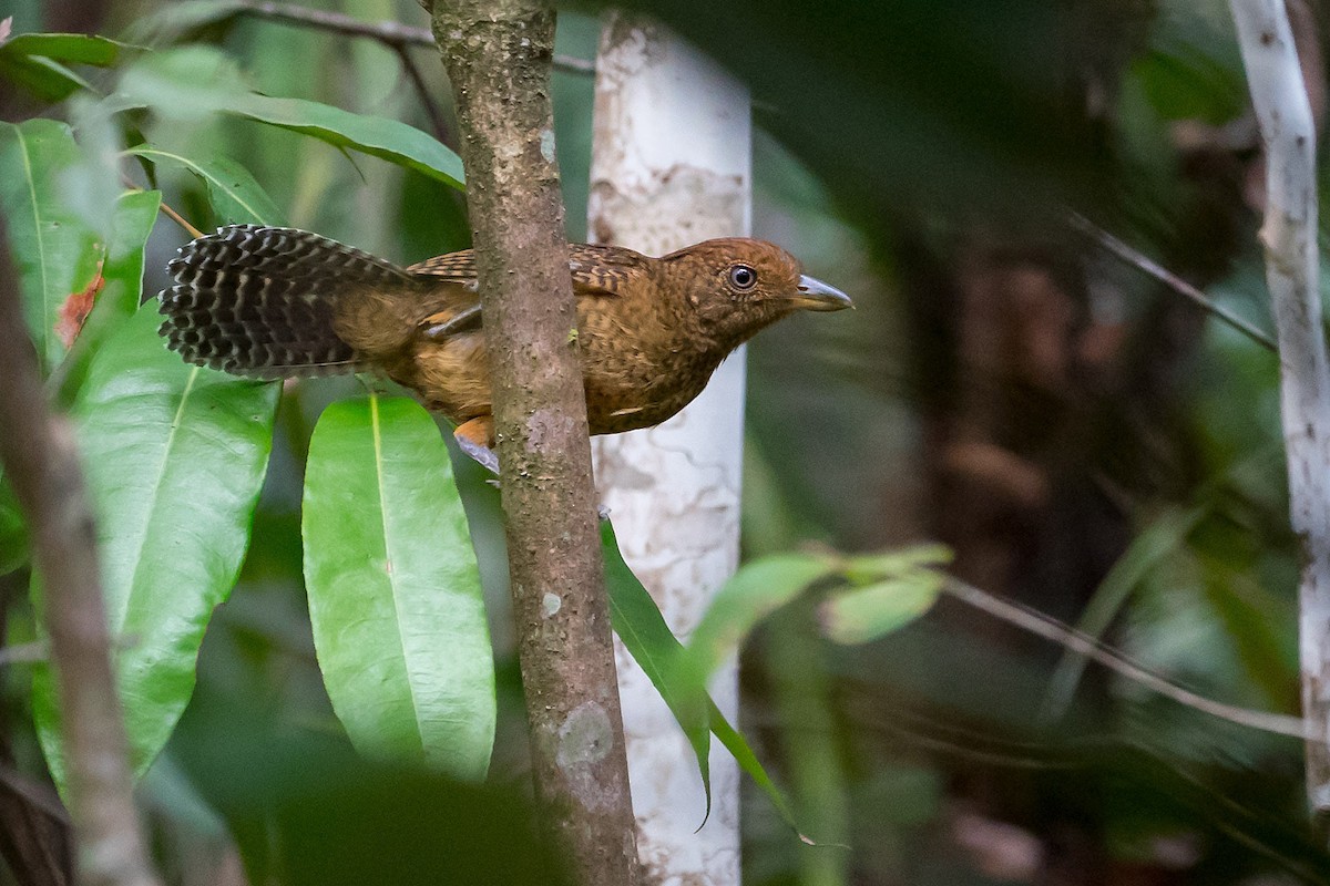 Undulated Antshrike - ML145190481