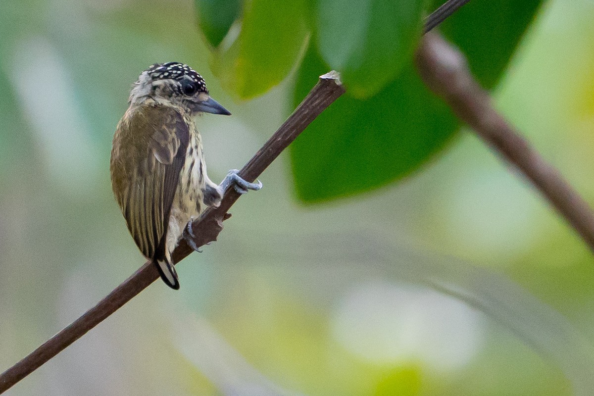 Bar-breasted Piculet - Joao Quental JQuental