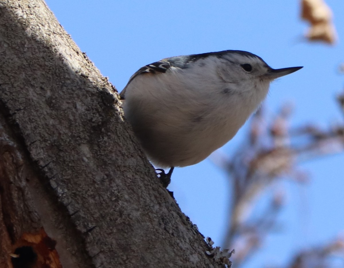 White-breasted Nuthatch - valerie heemstra