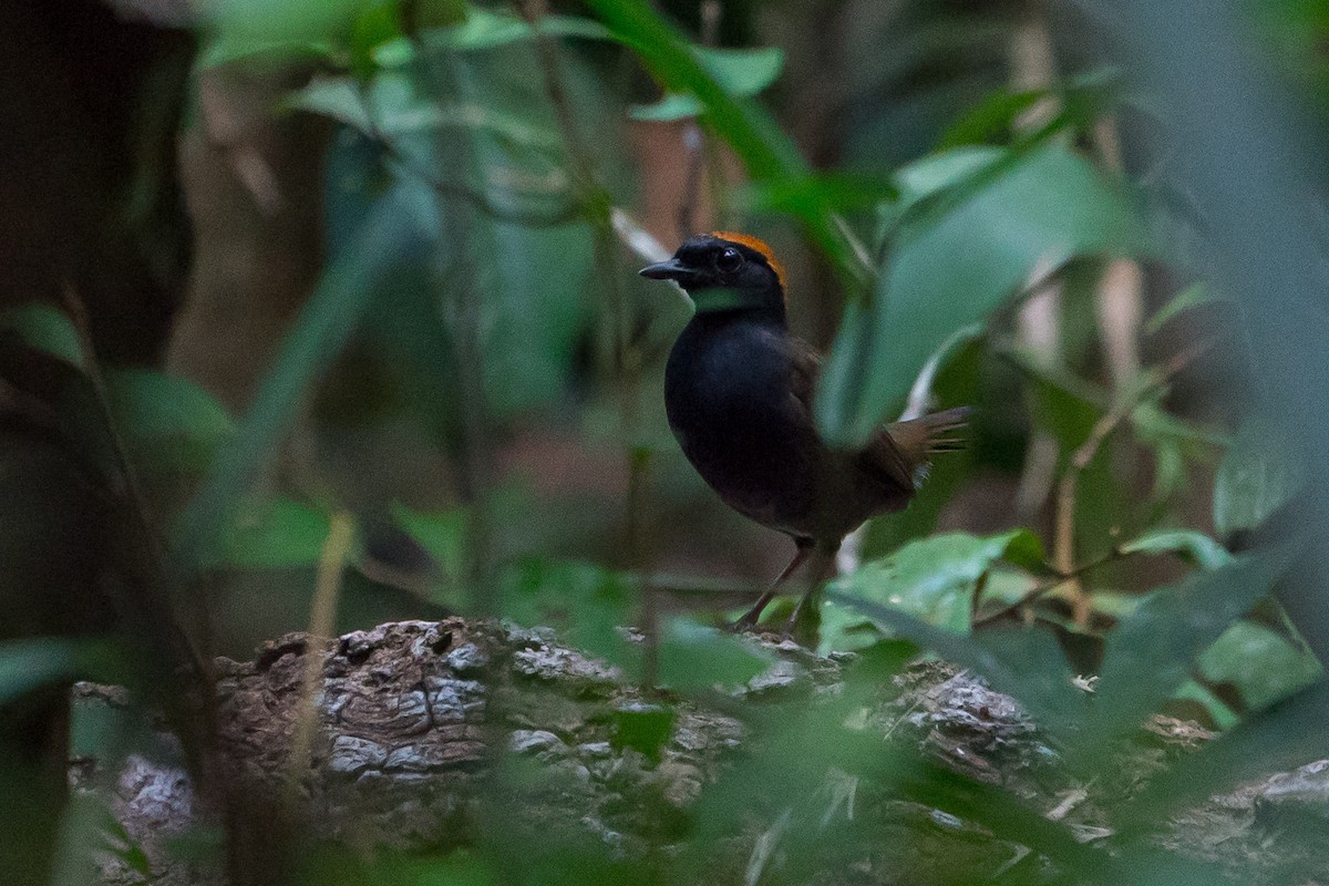 Rufous-capped Antthrush - ML145192211