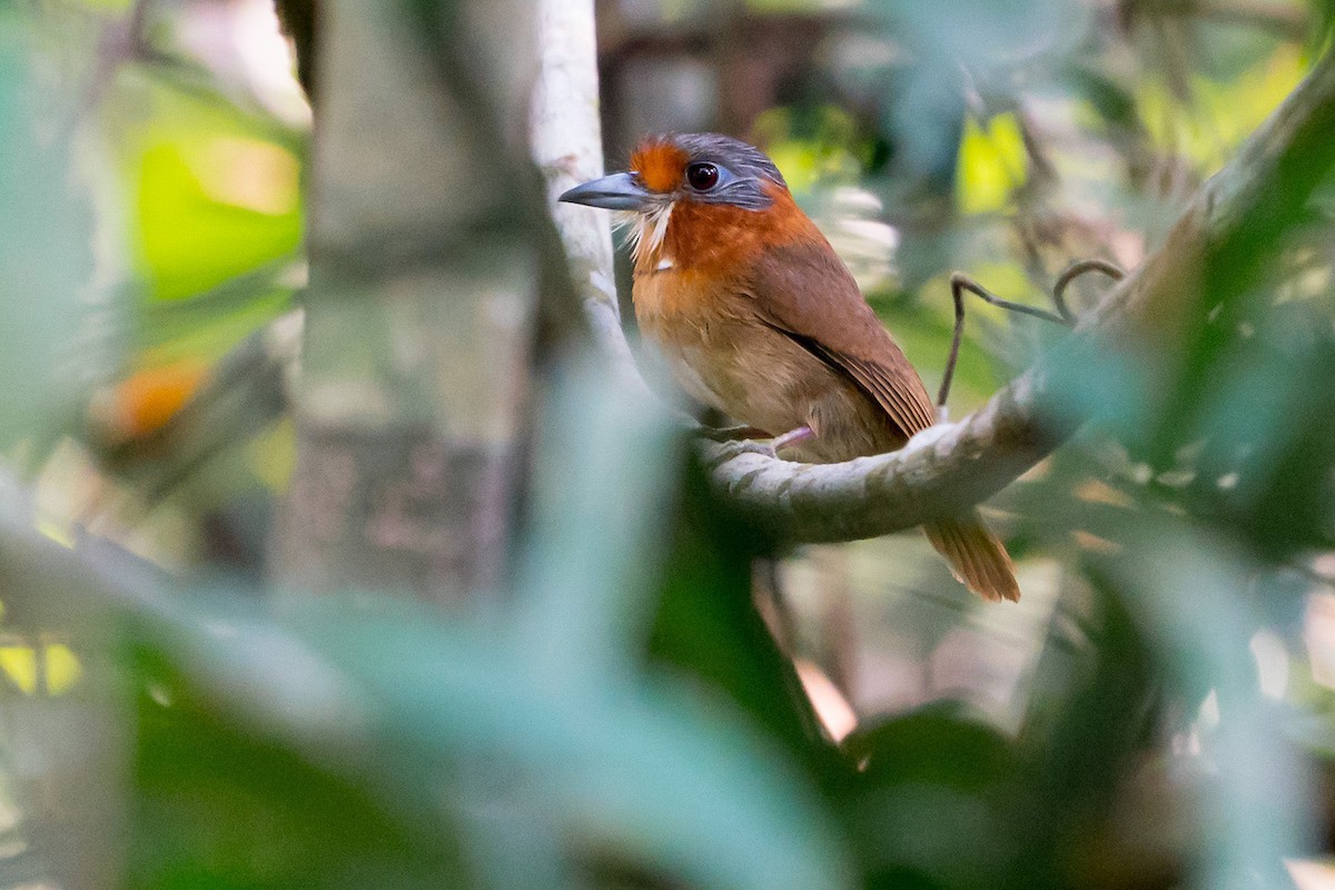 Rufous-necked Puffbird - ML145192381