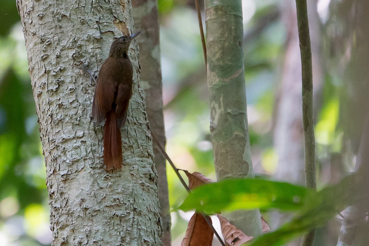 Spot-throated Woodcreeper - Joao Quental JQuental