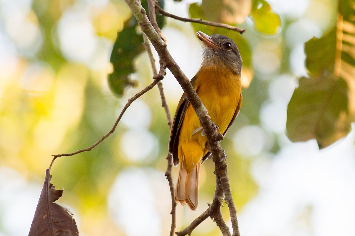 Citron-bellied Attila - Joao Quental JQuental