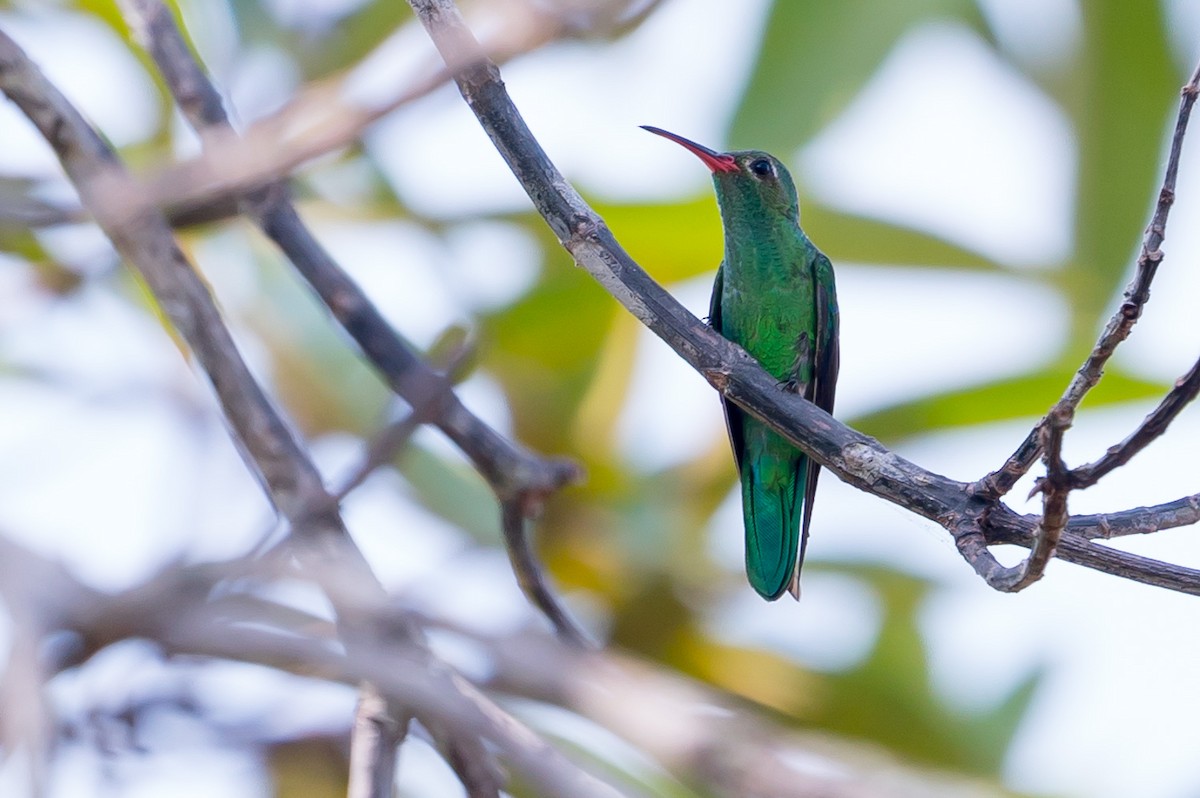 Green-tailed Goldenthroat - Joao Quental JQuental