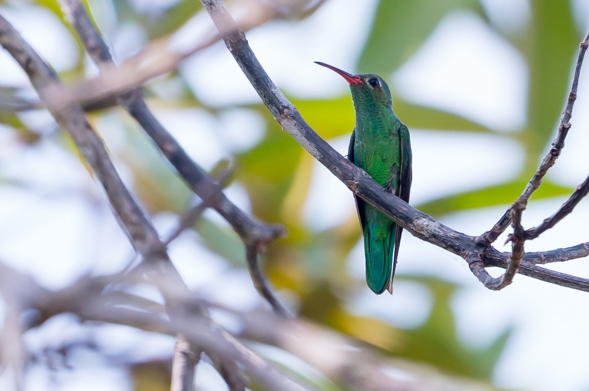 kolibřík zelenoocasý - ML145193071