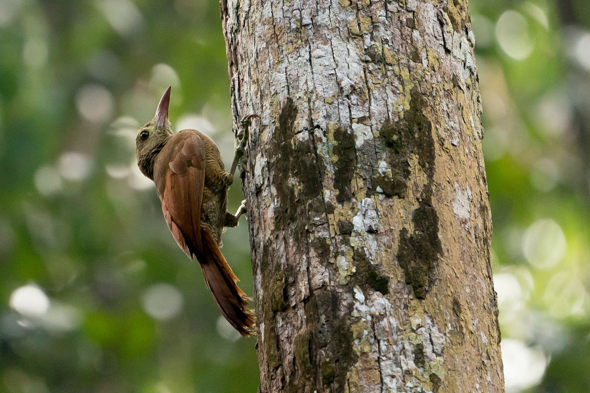 Bar-bellied Woodcreeper - Joao Quental JQuental