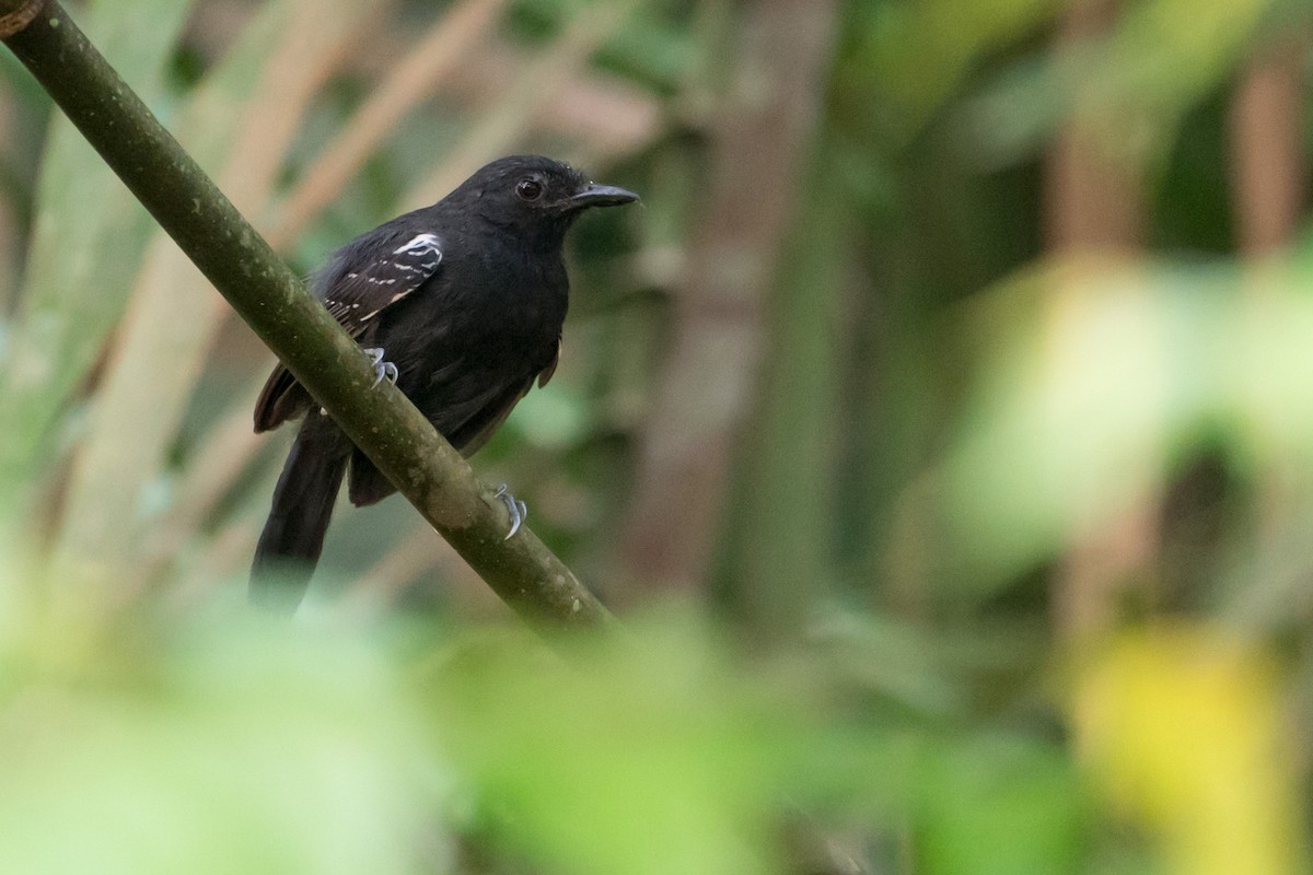 Black Antbird - Joao Quental JQuental