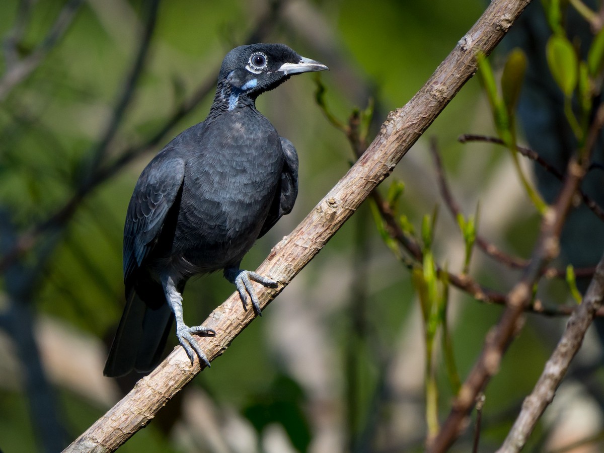 Bare-necked Fruitcrow - ML145195511