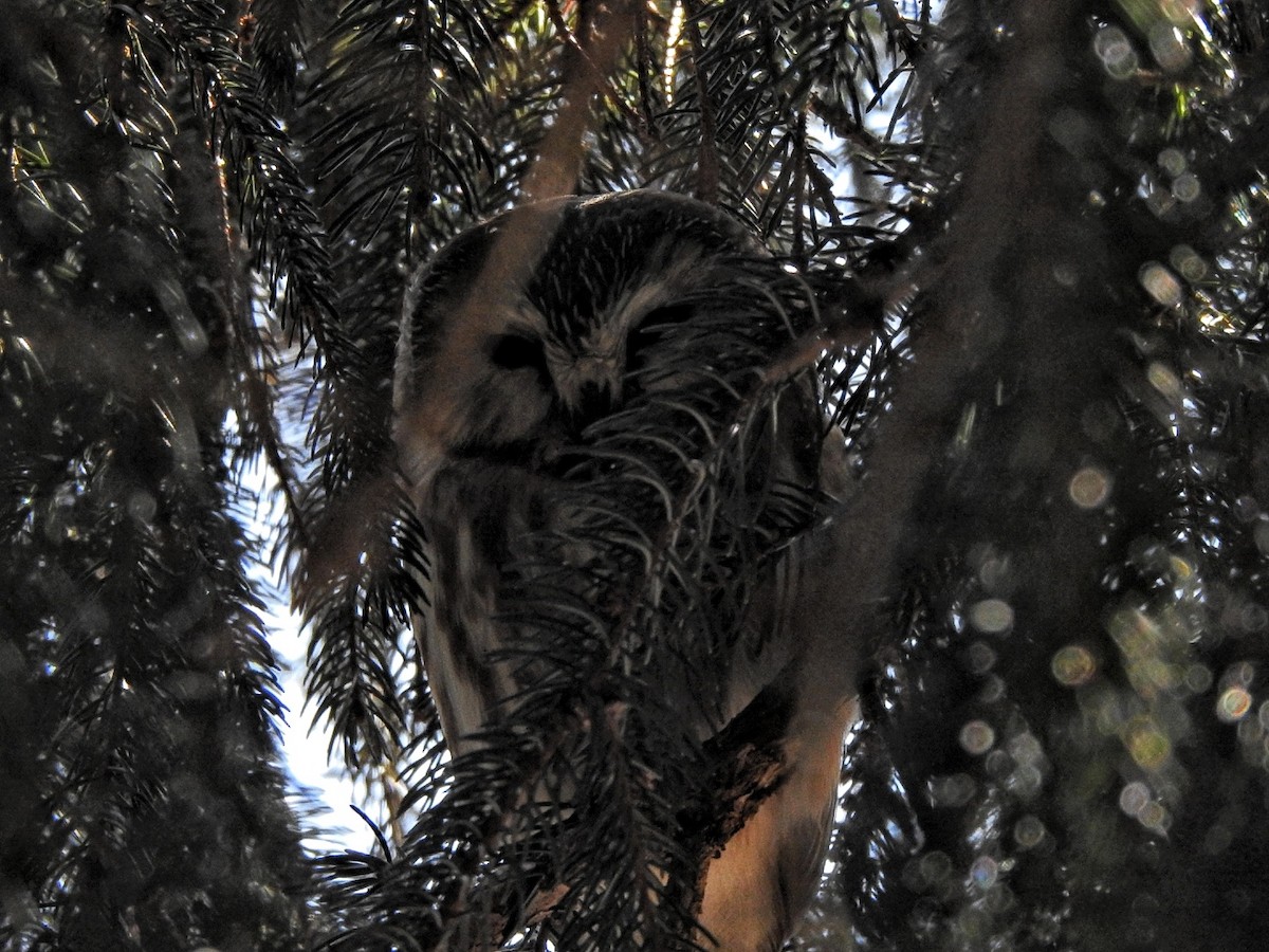 Northern Saw-whet Owl - steve salisbury