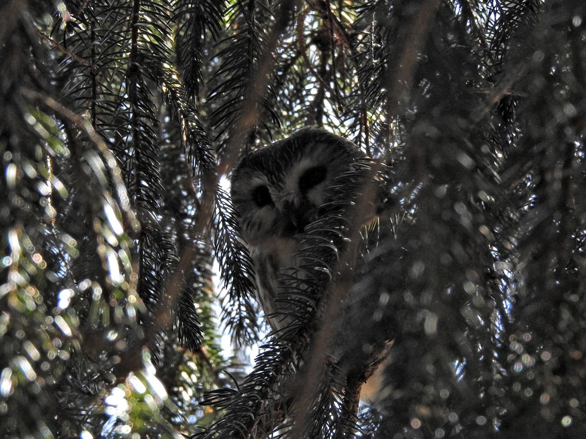 Northern Saw-whet Owl - steve salisbury