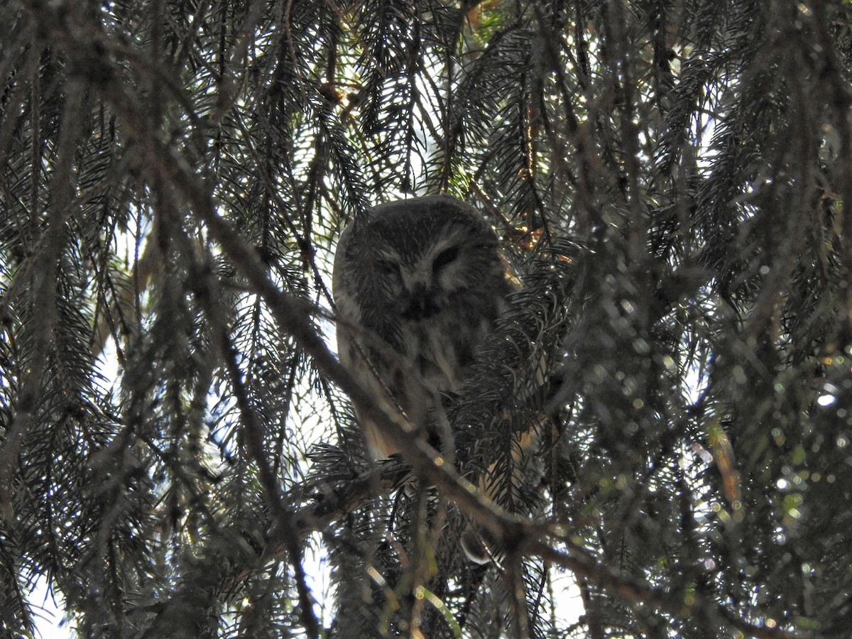 Northern Saw-whet Owl - steve salisbury