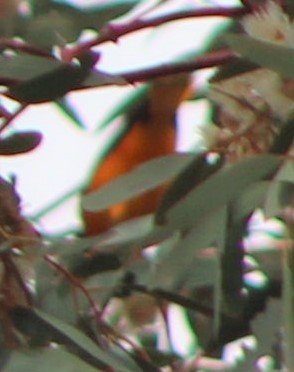 Baltimore Oriole - ML145195821