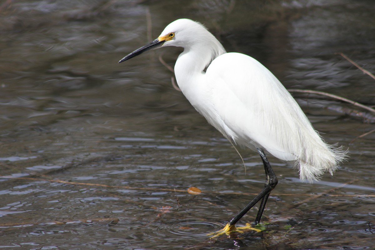 Snowy Egret - ML145196151