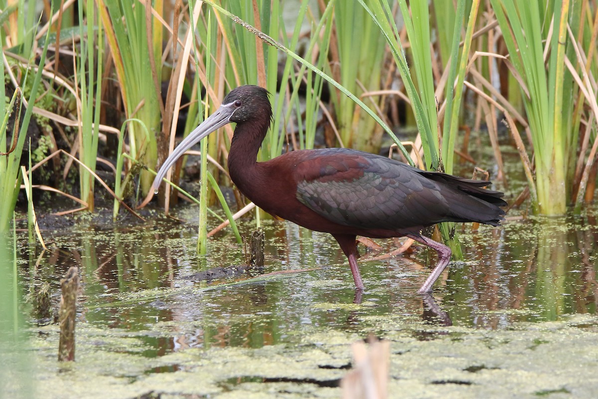 Glossy x White-faced Ibis (hybrid) - ML145196161