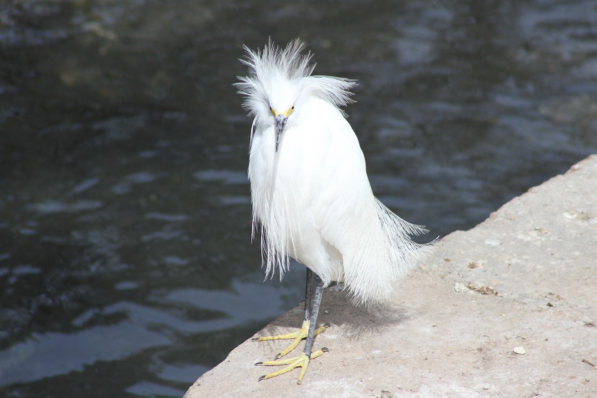 Snowy Egret - ML145196201