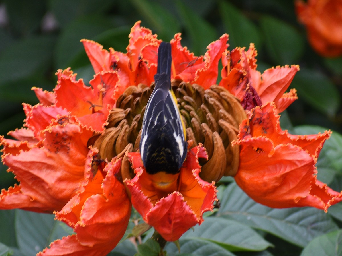 Oriole masqué - ML145199181