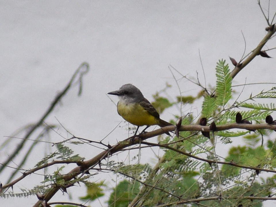 Tropical Kingbird - ML145199321