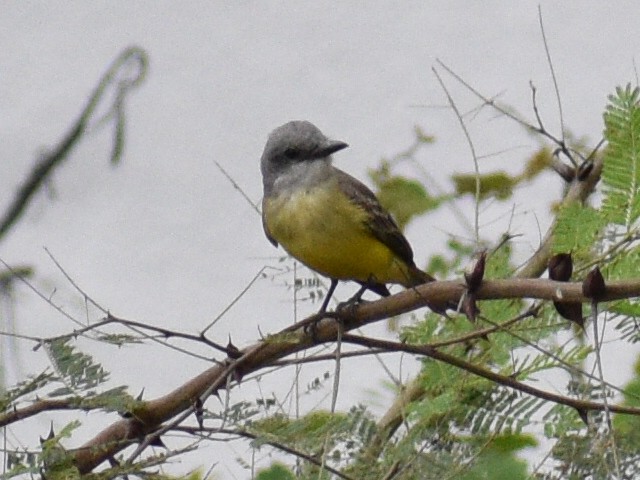 Trauerkönigstyrann - ML145199331