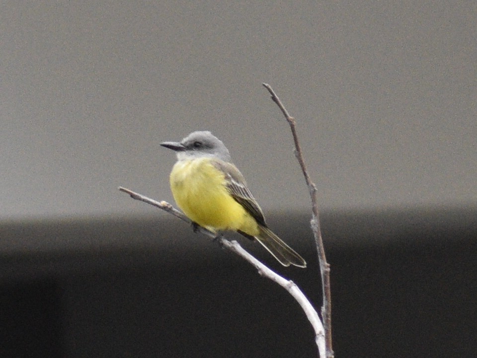 Tropical Kingbird - ML145199351