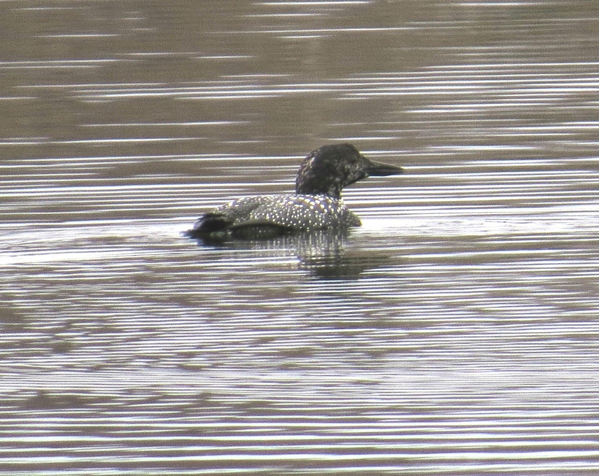 Common Loon - John Meredig